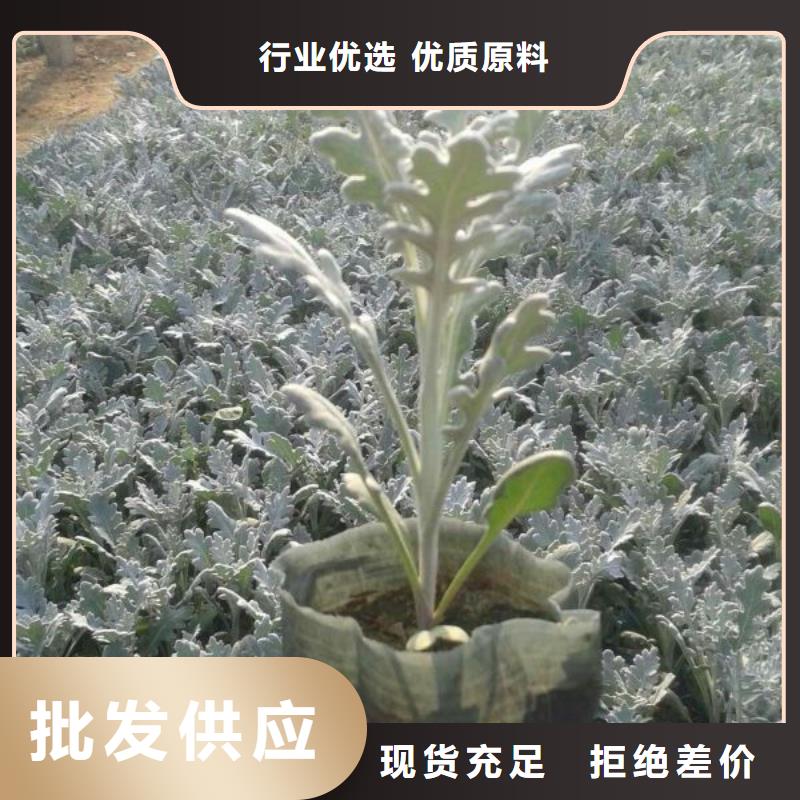 花卉價格美麗