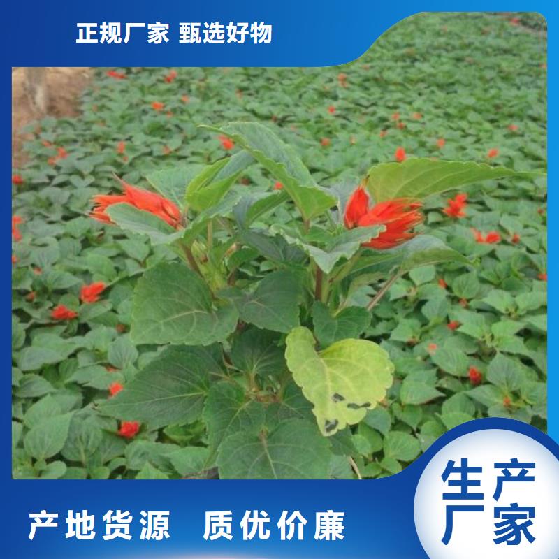 花卉包你滿意
