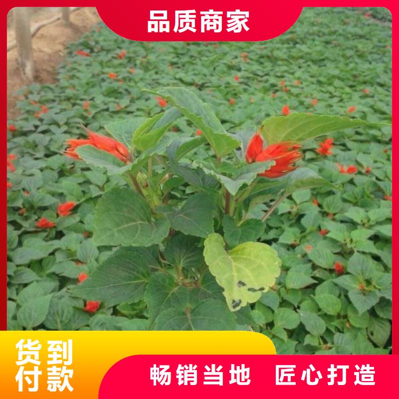 現貨供應花卉_批發花卉