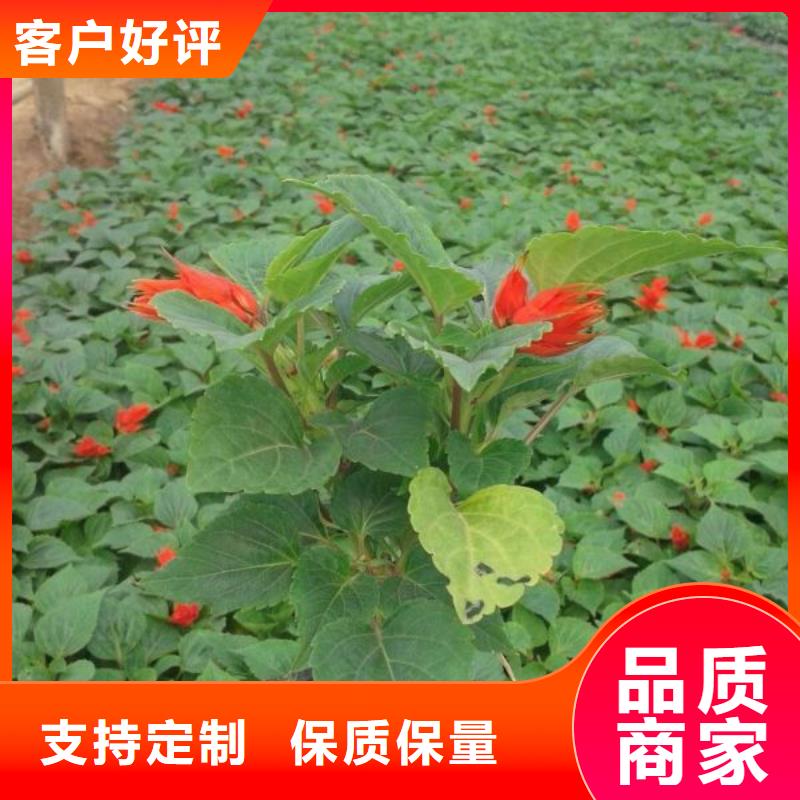 規(guī)格齊全的花卉供貨商