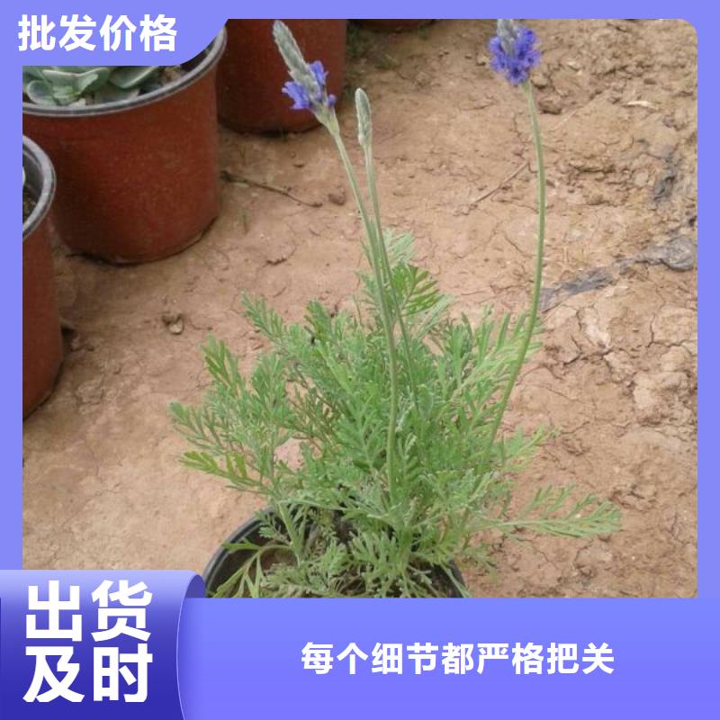 大花萱草批发价格-蓝色矮牵牛种植基地