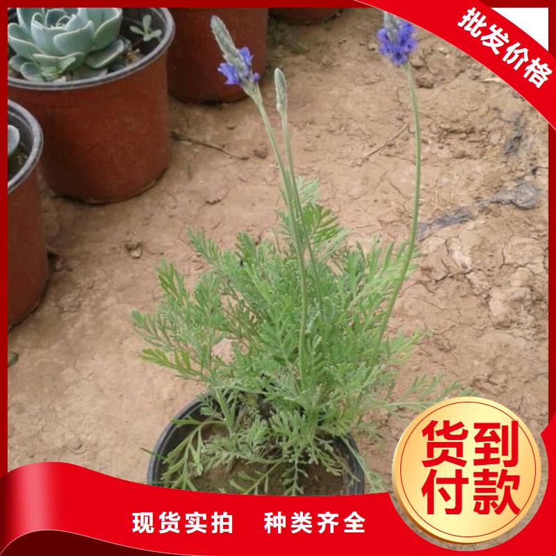 賣(mài)花卉的基地