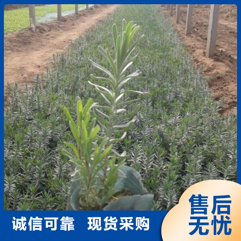 大規(guī)模花卉生產(chǎn)廠家