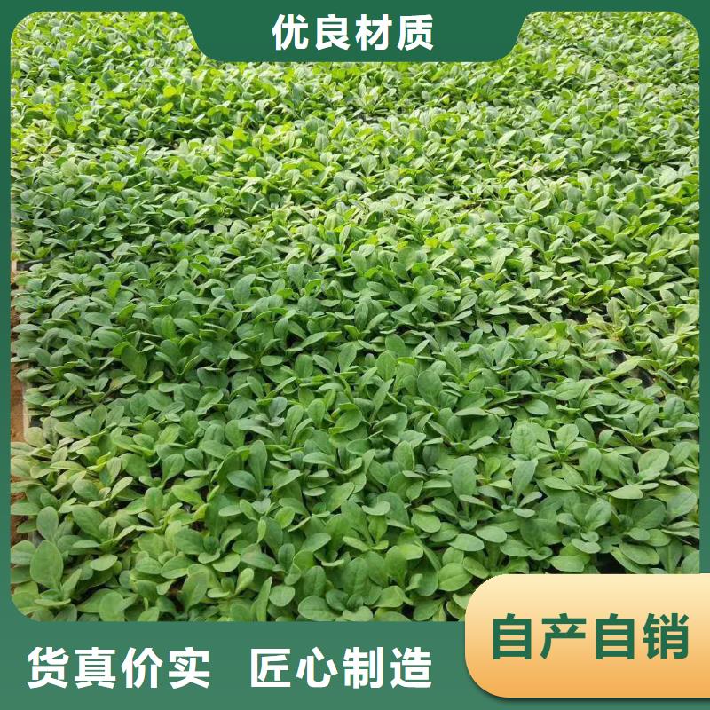 定制花卉廠家
