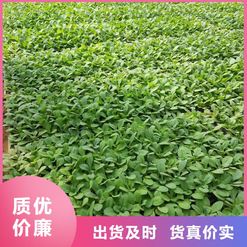 花卉價格實在