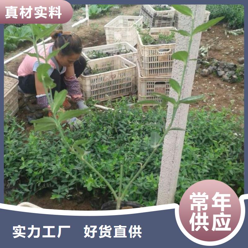 大規(guī)模花卉生產(chǎn)廠家
