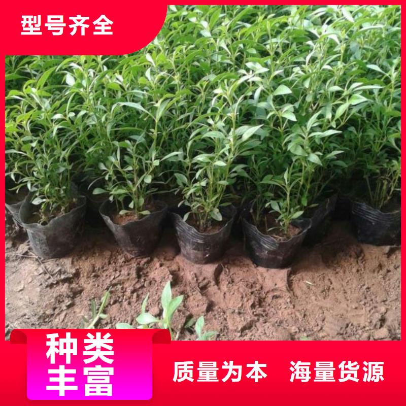 花卉-超低價格品質無所畏懼