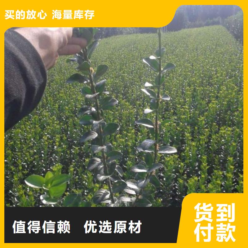 花卉性價比高