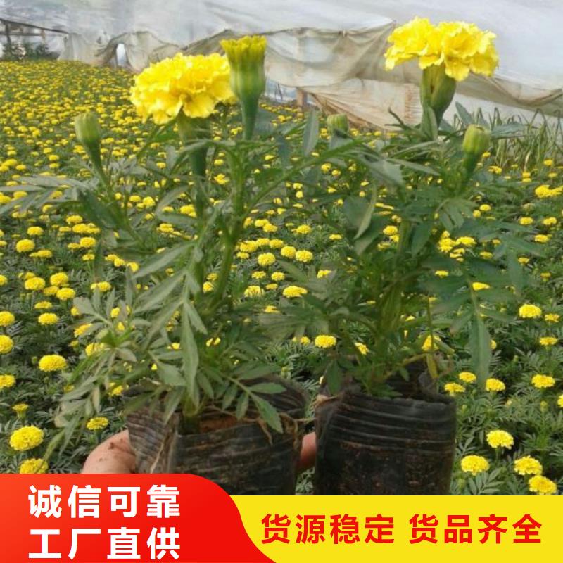 花卉订制