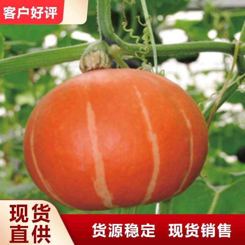 南瓜粉現貨直供
