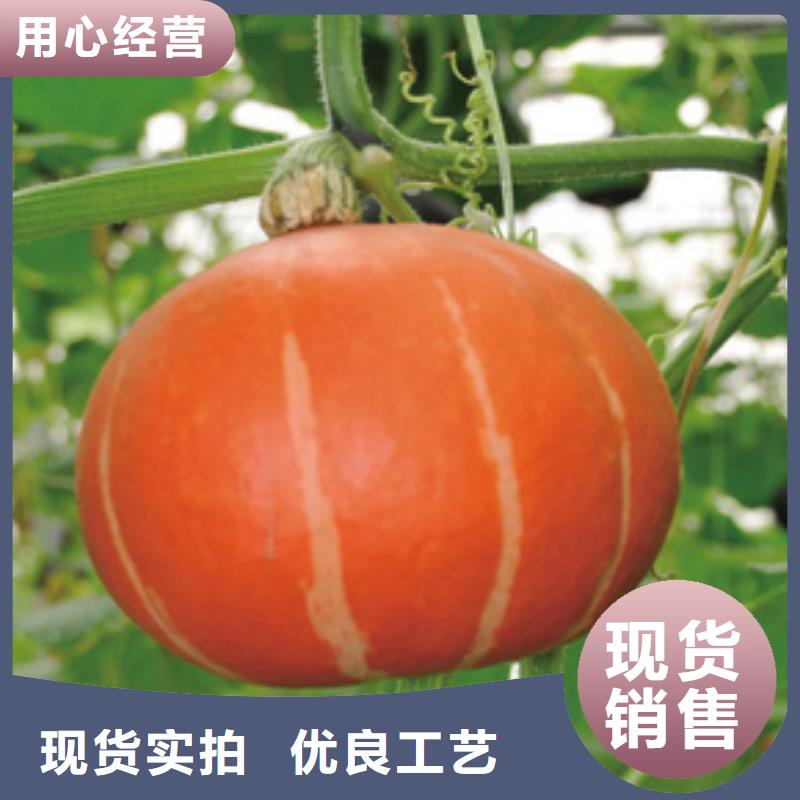 本地南瓜粉廠家