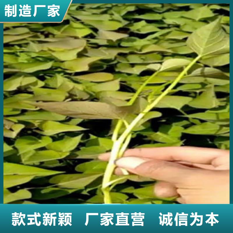 苗天天低價(jià)