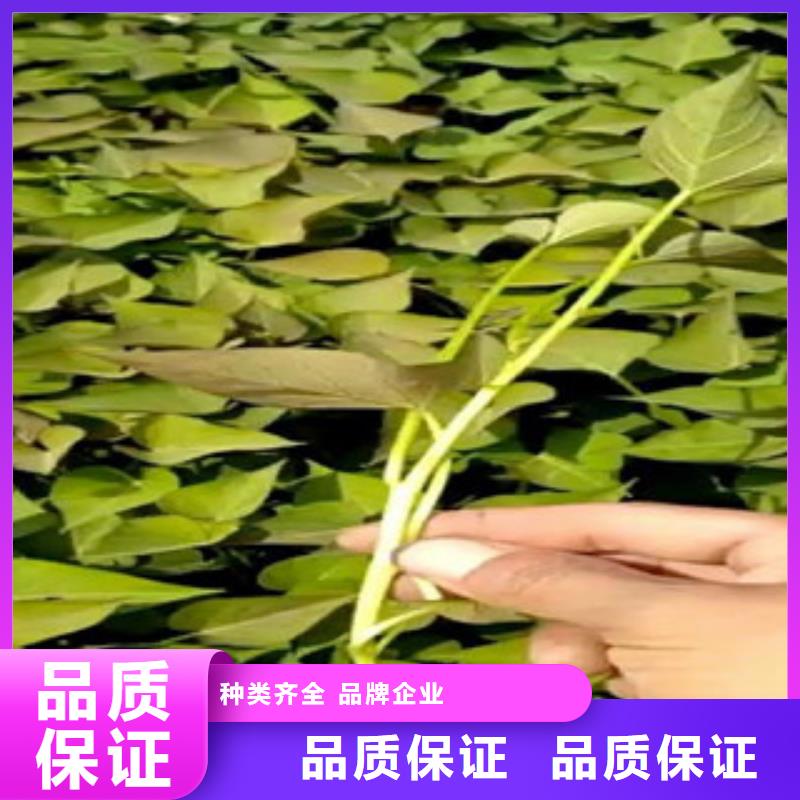 庫存充足的苗基地