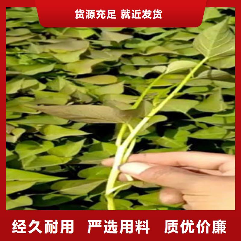 苗品牌廠家