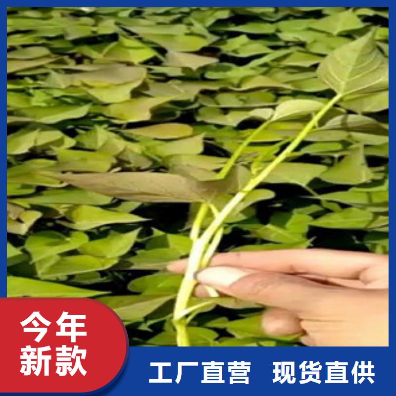 苗貨源穩定同城公司