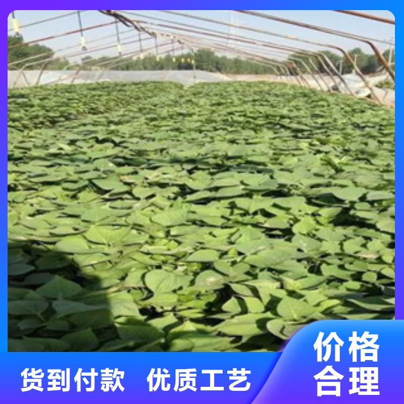 苗廠家-