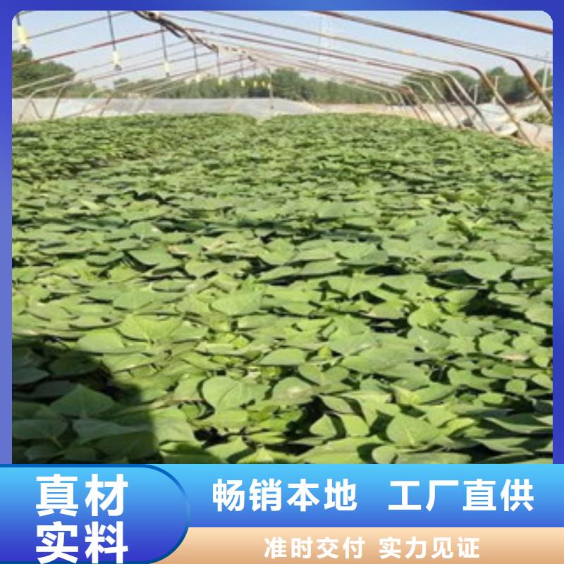 番薯苗（甘薯苗）快速發貨