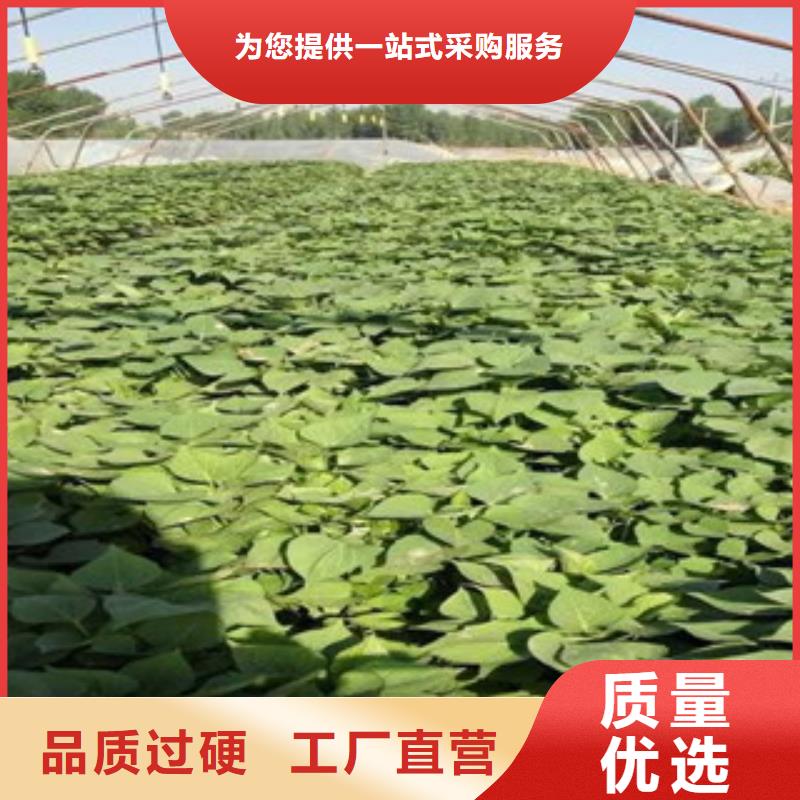供應(yīng)苗_品牌廠家