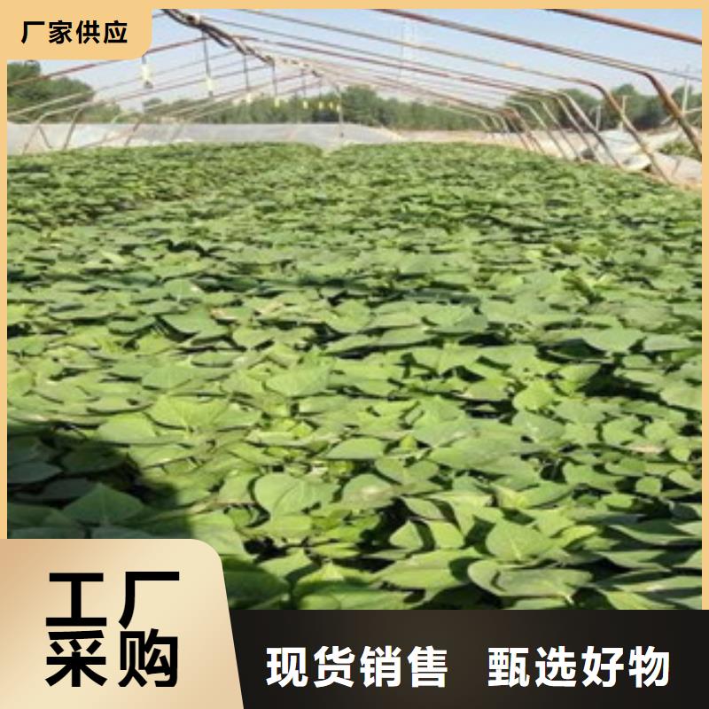 2025歡迎訪問##苗##生產廠家