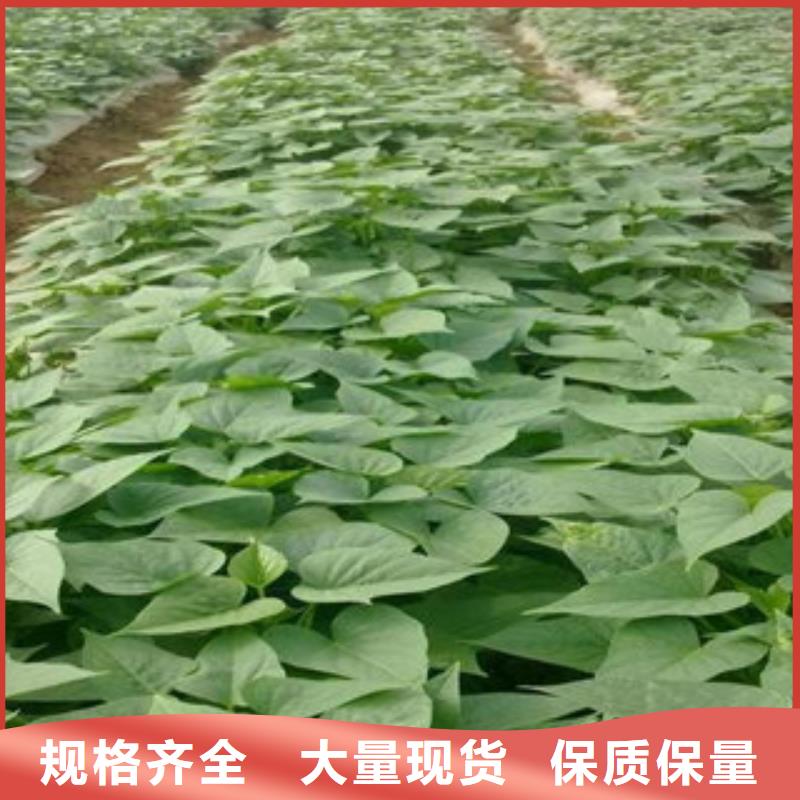 苗廣受好評