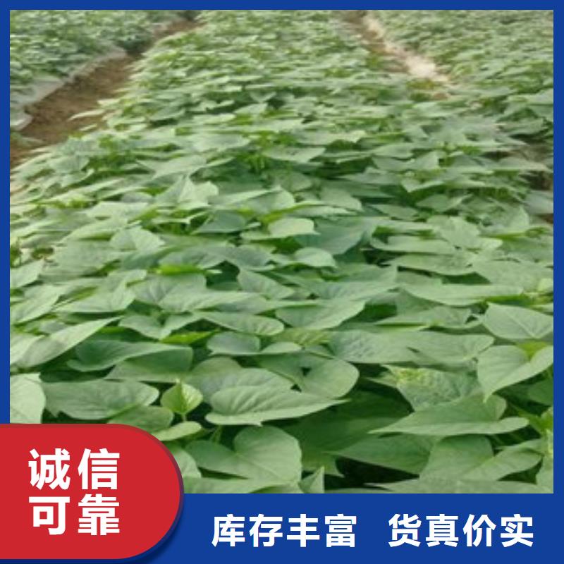 苗廠家直接報價