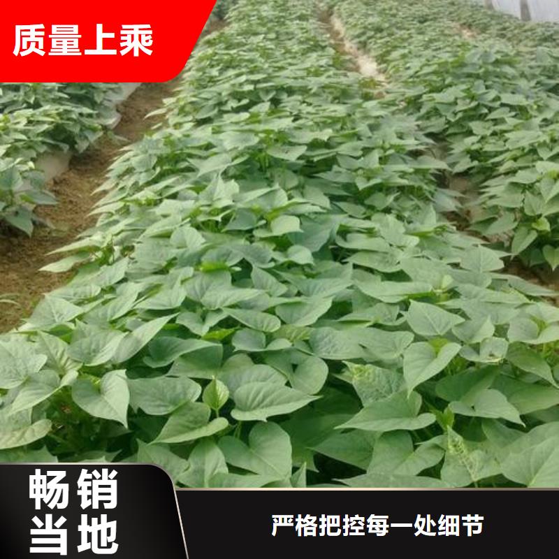 苗品牌廠家