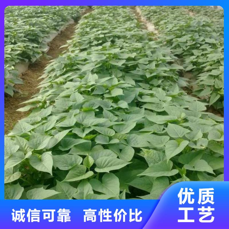 供應(yīng)苗的廠家當(dāng)?shù)刂圃焐?></span>
<div   id=