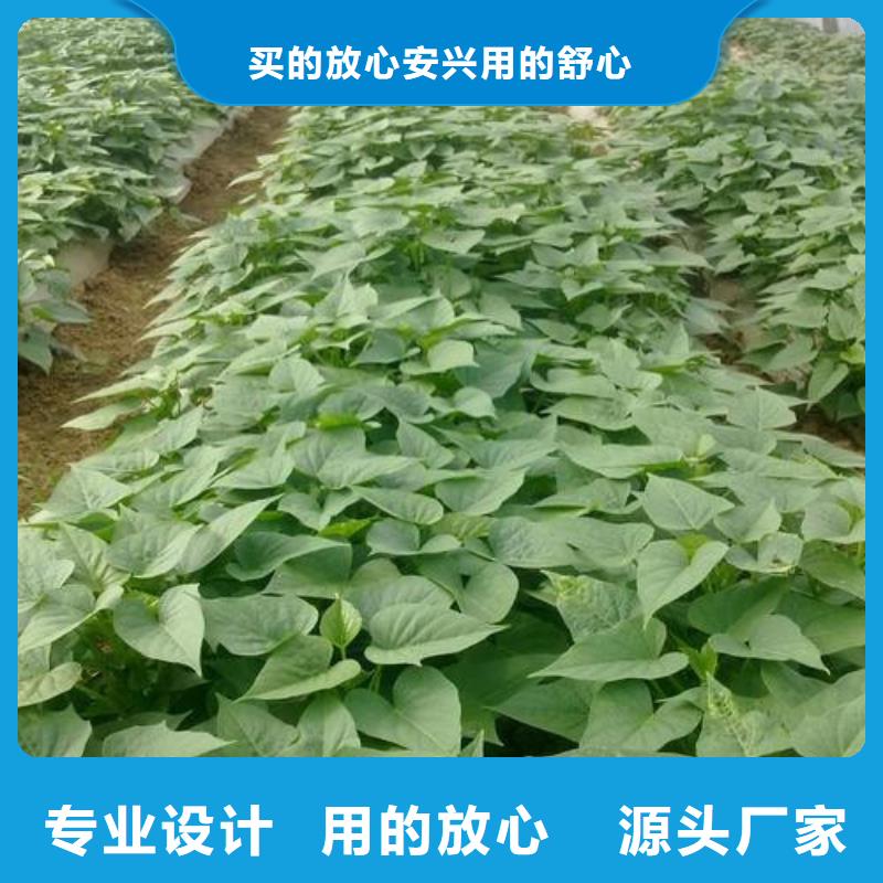 定制苗公司當(dāng)?shù)貜S家