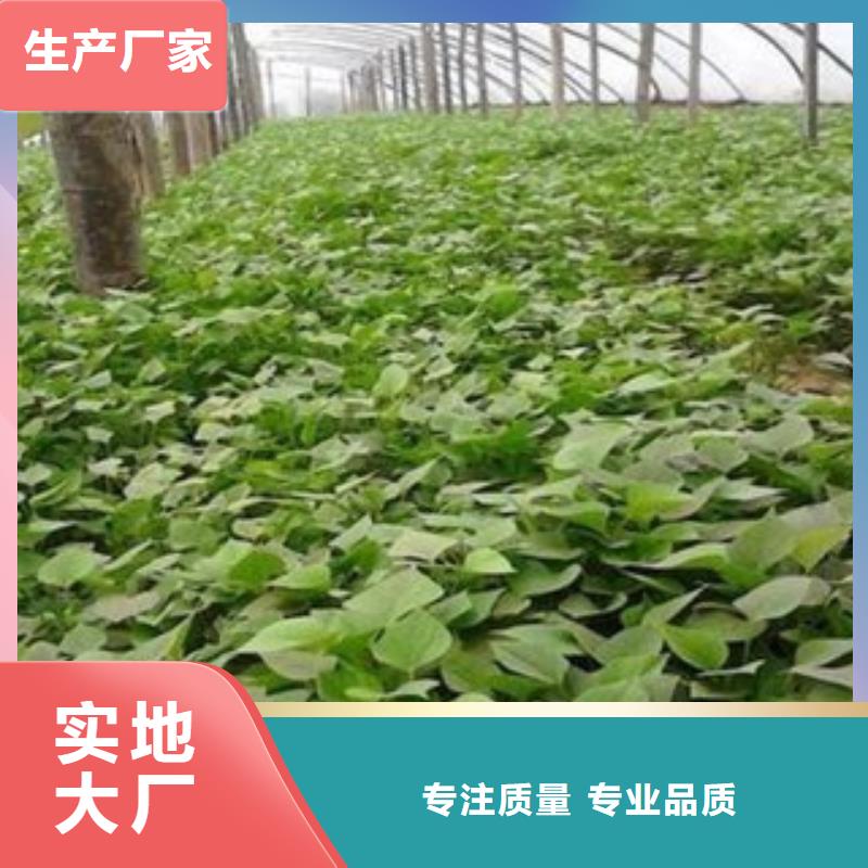 正規(guī)苗廠家