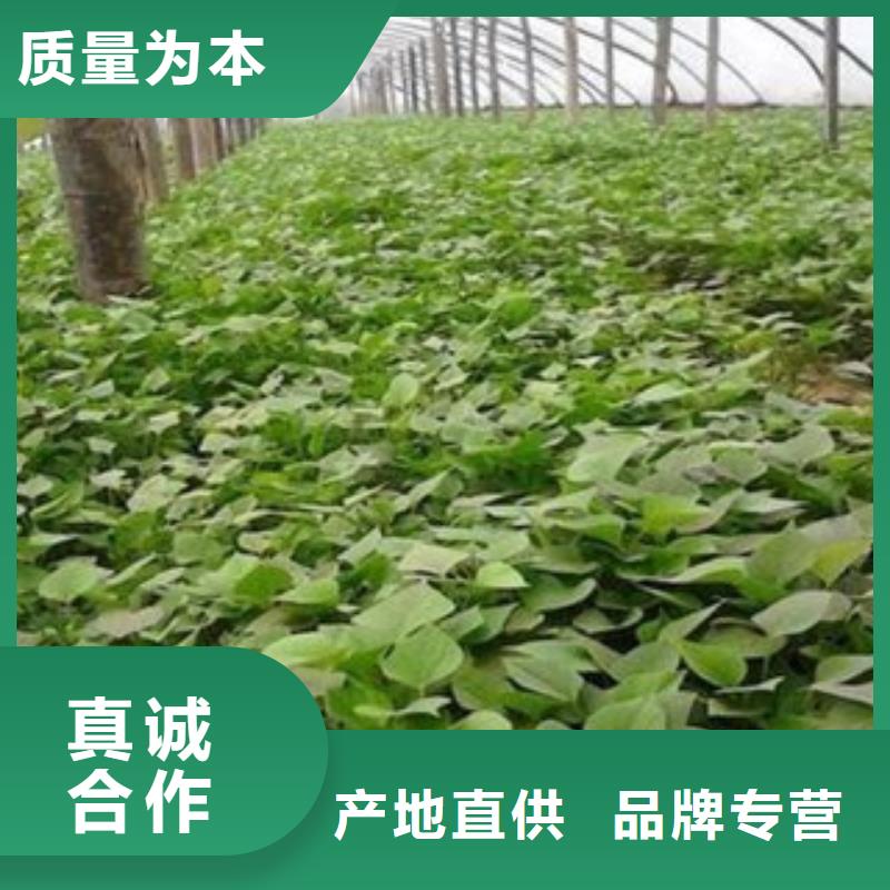 苗-公司歡迎您！品質(zhì)過硬