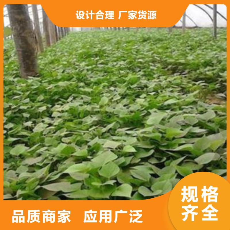 優選：苗口碑廠家