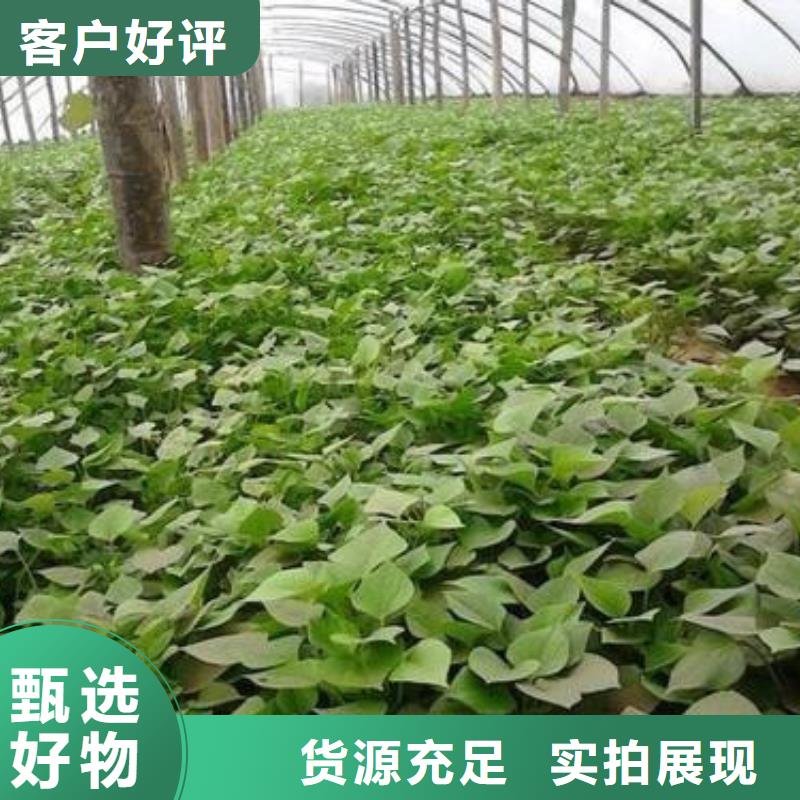 苗熱銷好貨