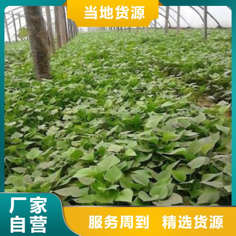 附近苗廠家
