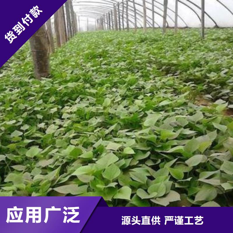 苗_苗廠家