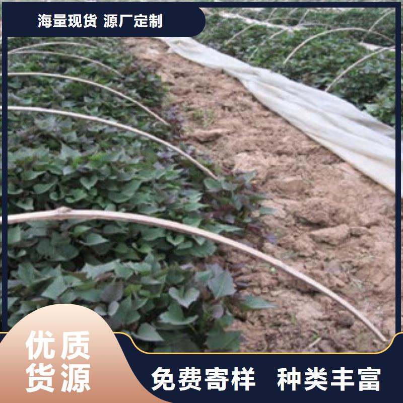 苗規格介紹