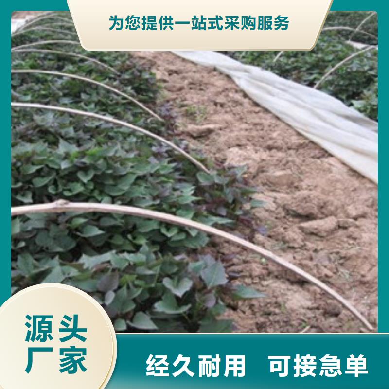 苗、苗生產廠家-發貨及時品牌專營
