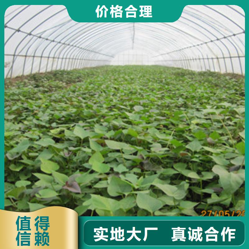 性價比高的苗銷售廠家當(dāng)?shù)胤?wù)商