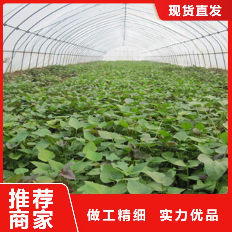 苗行情