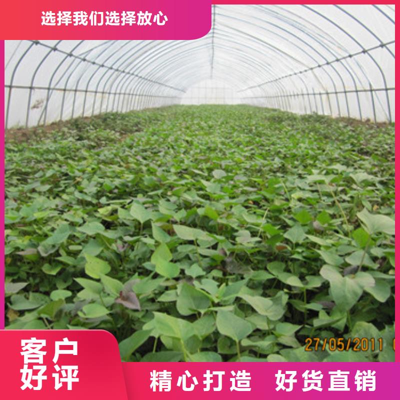 發貨速度快的苗經銷商