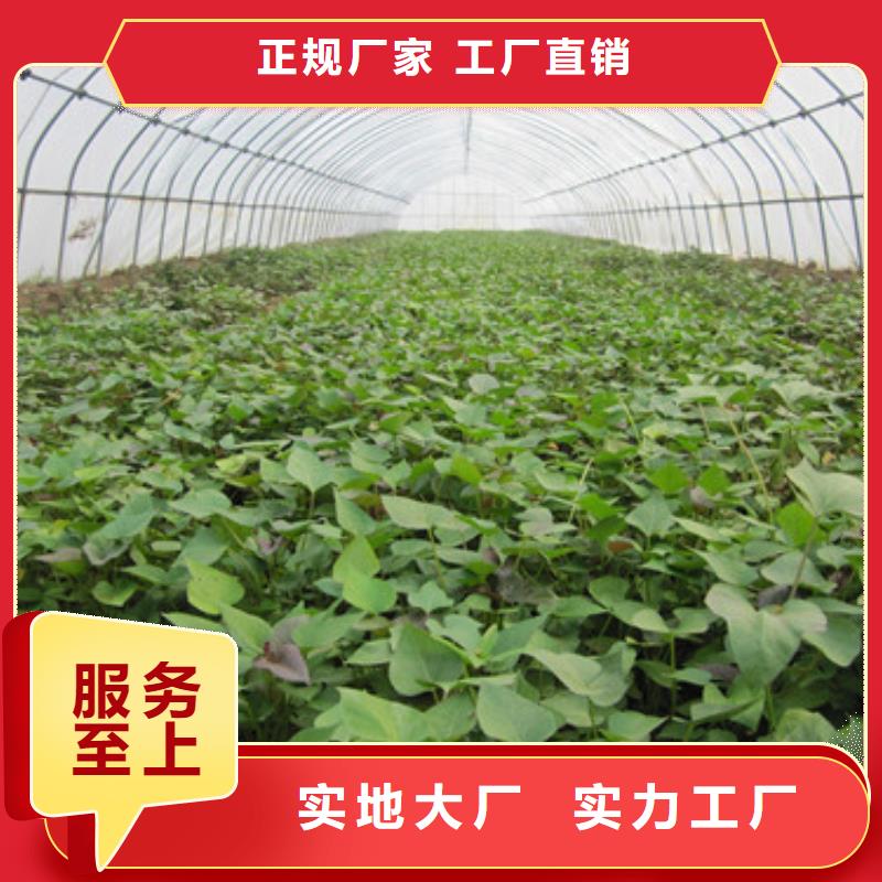 附近苗廠家