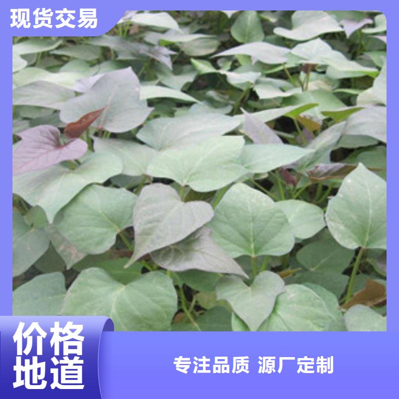 價(jià)格公道的苗廠家