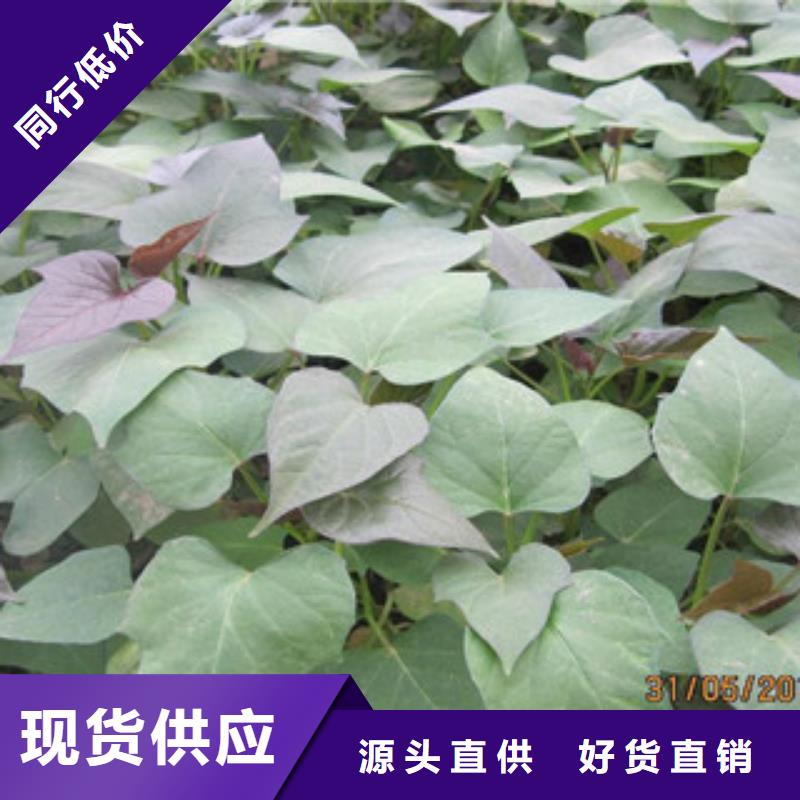 苗-苗質優價廉