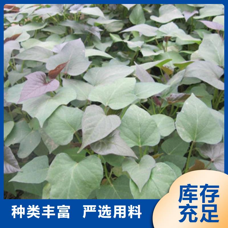 歡迎-苗