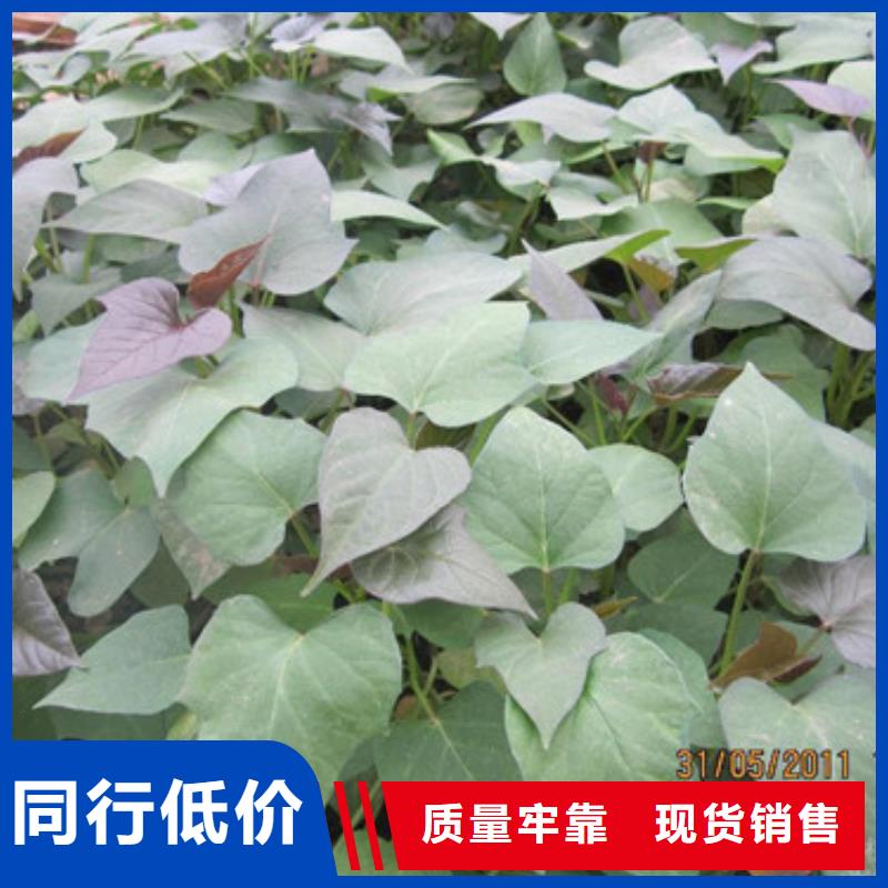 苗老牌企業