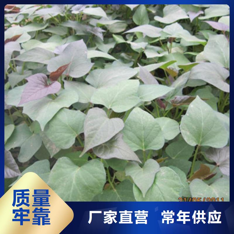 苗廠家現貨直銷