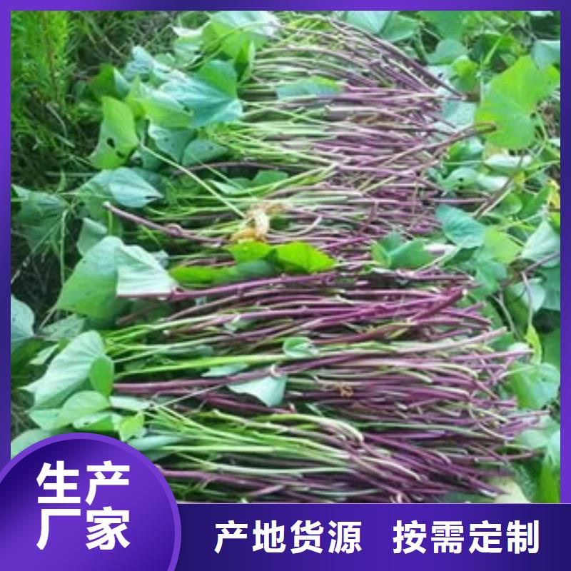 #苗#-質(zhì)優(yōu)價(jià)廉