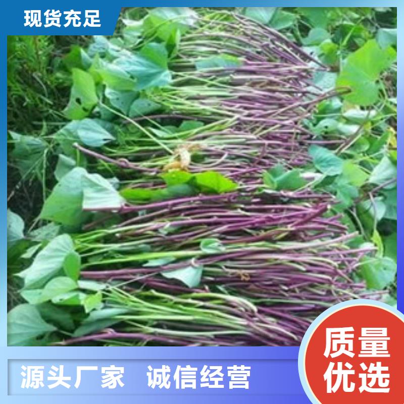 規(guī)格全的苗實(shí)體廠家