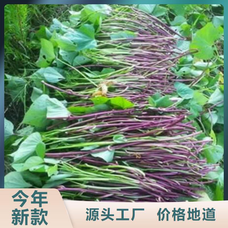 苗廠家直接報價