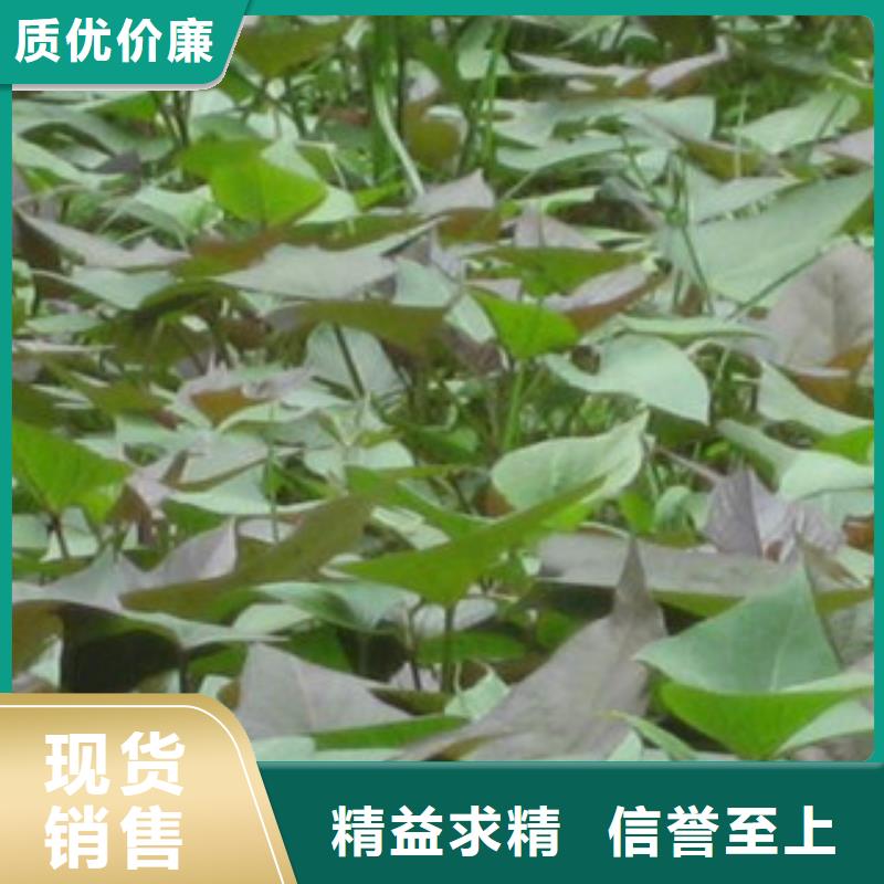 苗優選廠商