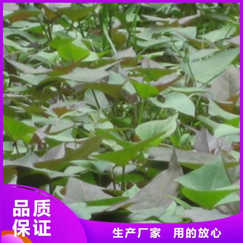 銷售苗_優質廠家